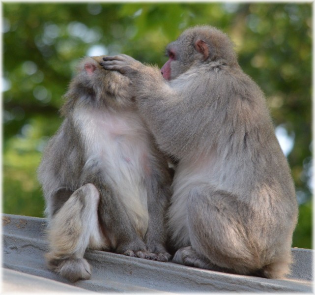 点击大图看下一张：日本猕猴图片