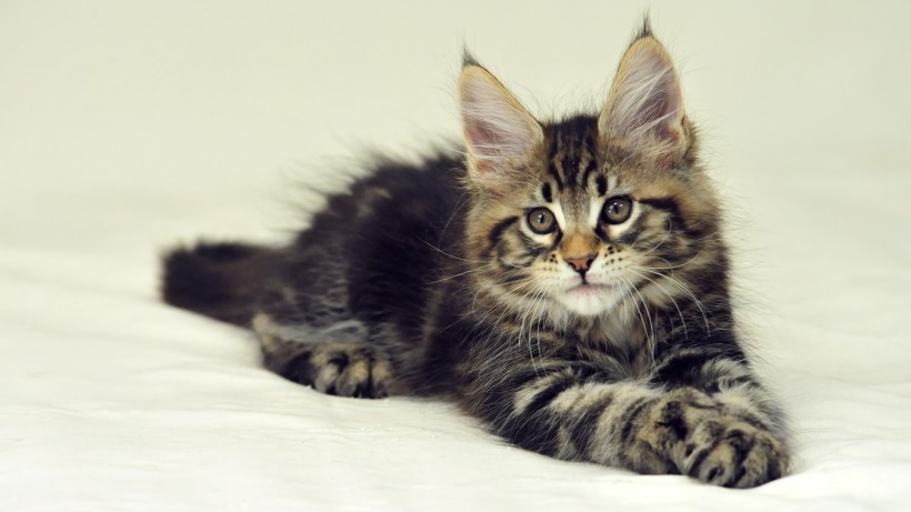 点击大图看下一张：可爱的缅因库恩猫图片
