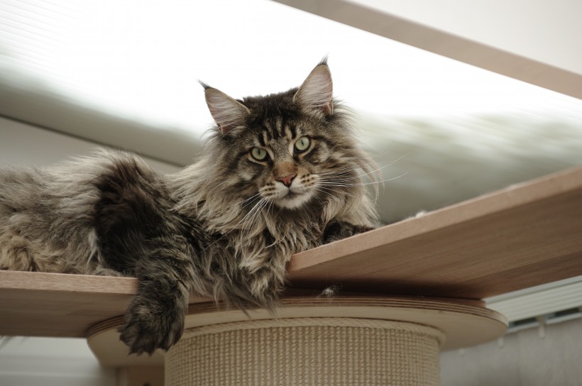 点击大图看下一张：可爱的缅因库恩猫图片