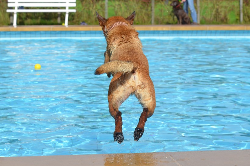 点击大图看下一张：快乐玩耍的玛利诺犬图片