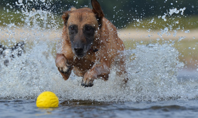 点击大图看下一张：快乐玩耍的玛利诺犬图片