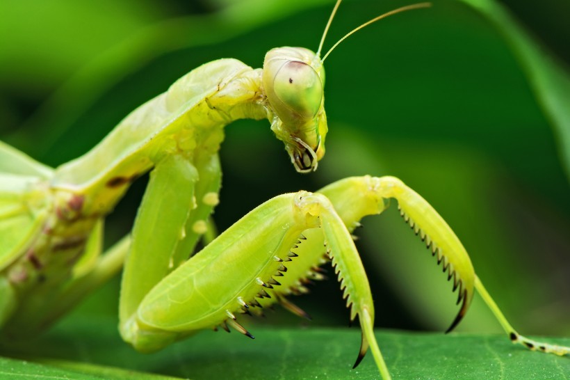 点击大图看下一张：霸道的螳螂图片