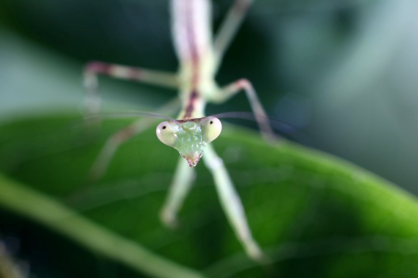 点击大图看下一张：螳螂微距图片