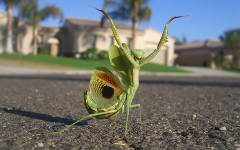 点击大图看下一张：神气的螳螂图片
