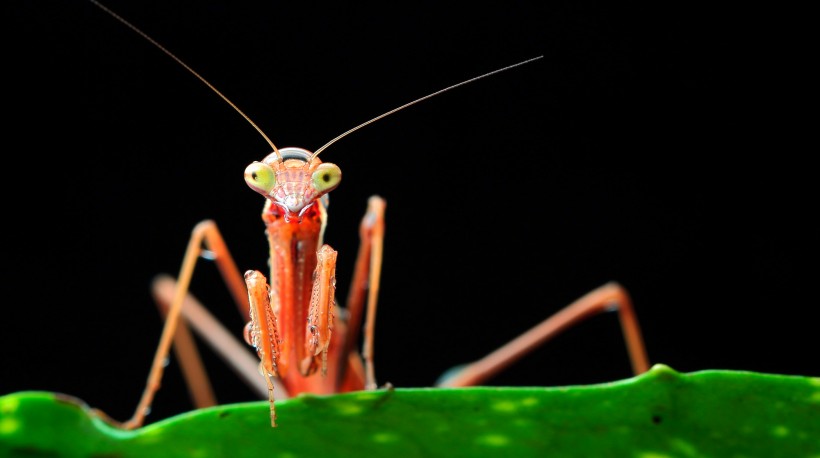 点击大图看下一张：帅帅的螳螂图片
