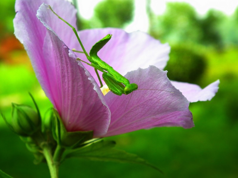 点击大图看下一张：花上的螳螂图片