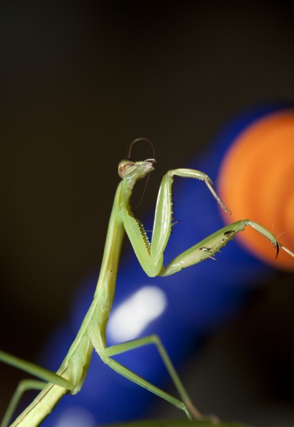 点击大图看下一张：螳螂图片