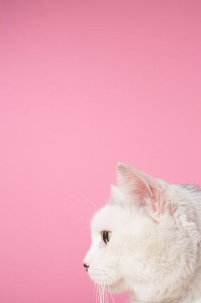 点击大图看下一张:猫咪特写图片