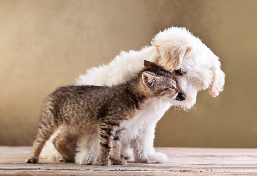 点击大图看下一张：猫与狗的友谊图片