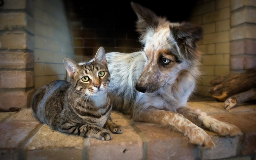 点击大图看下一张：猫与狗的友谊图片