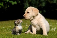 猫与狗的友谊图片_35张