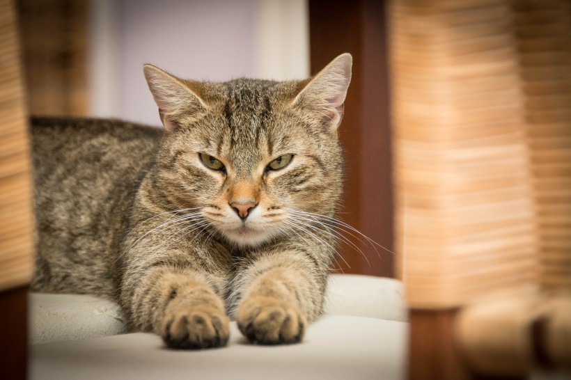 点击大图看下一张：懒洋洋的猫咪图片