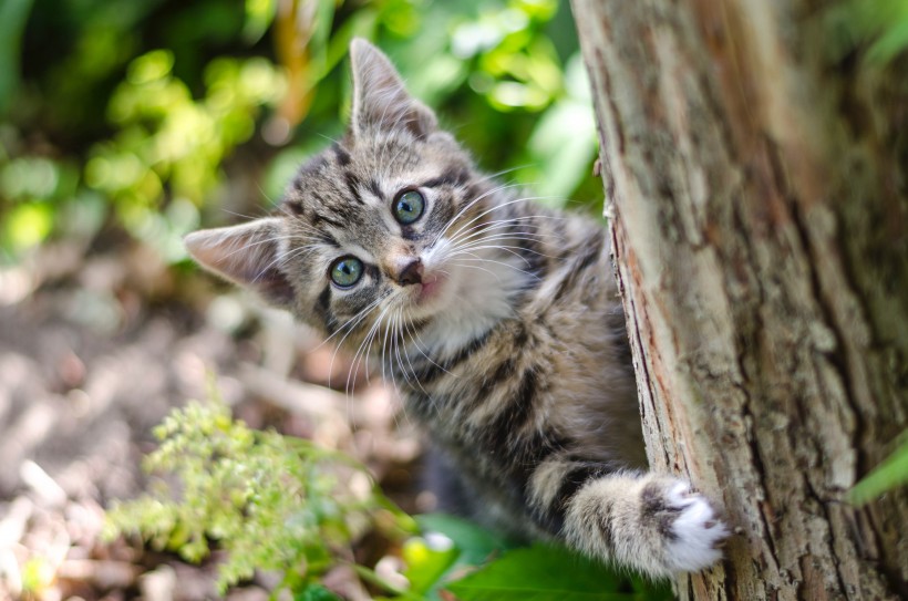 点击大图看下一张：爬树的猫咪图片