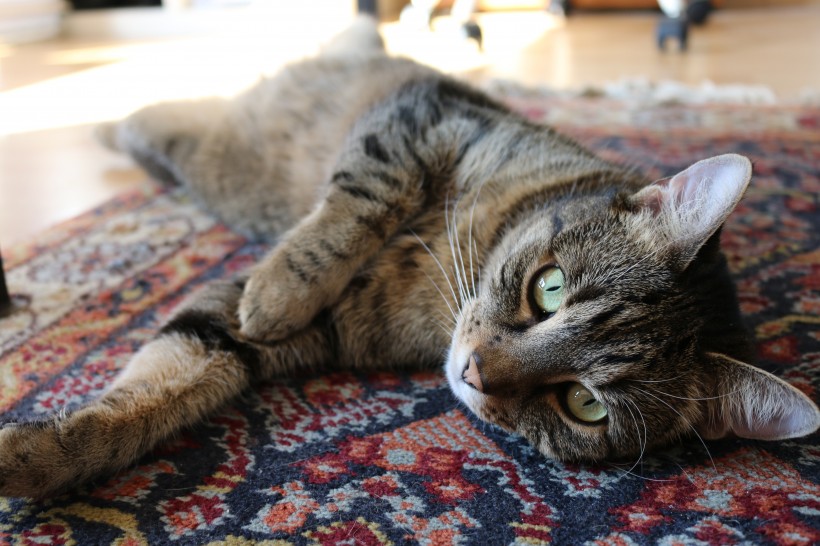 点击大图看下一张：躺在地毯上的猫咪图片