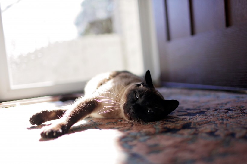 点击大图看下一张：躺在地毯上的猫咪图片