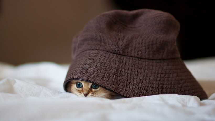 点击大图看下一张：戴帽子的猫图片