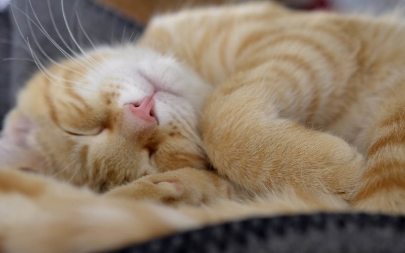 点击大图看下一张：酣睡的猫咪图片