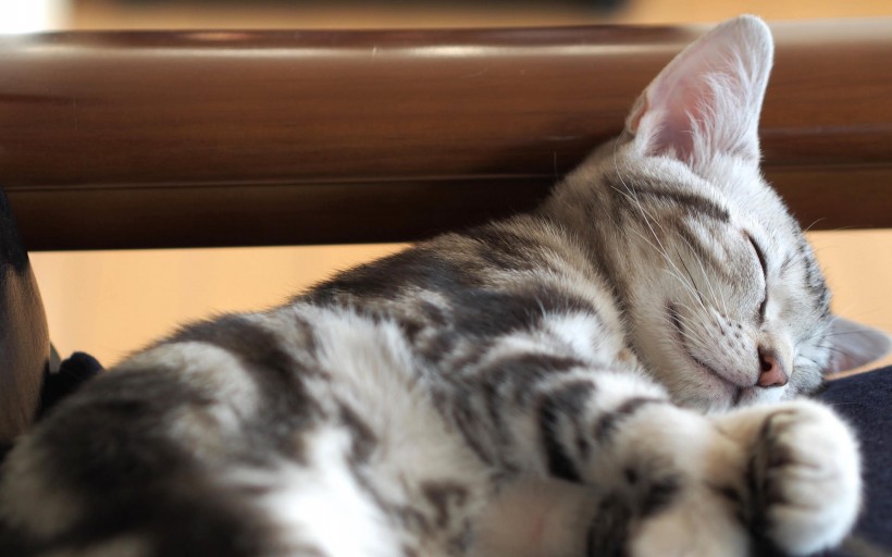 点击大图看下一张：酣睡的猫咪图片