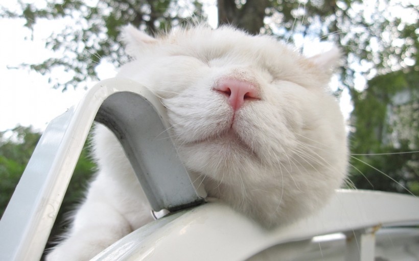 点击大图看下一张：睡梦中的可爱小猫图片