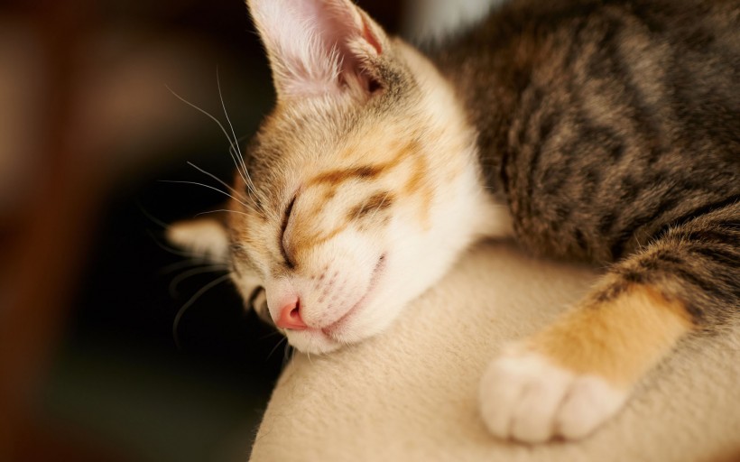 点击大图看下一张：睡梦中的可爱小猫图片