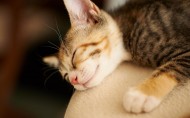 睡梦中的可爱小猫图片_21张
