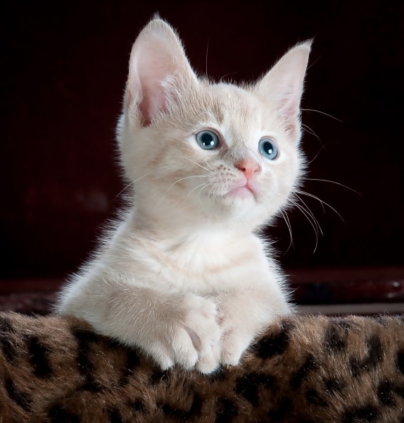 点击大图看下一张：毛绒绒的幼猫图片