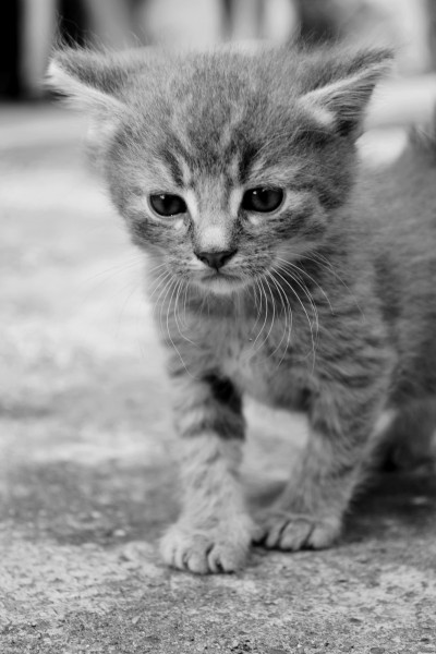点击大图看下一张：毛绒绒的幼猫图片