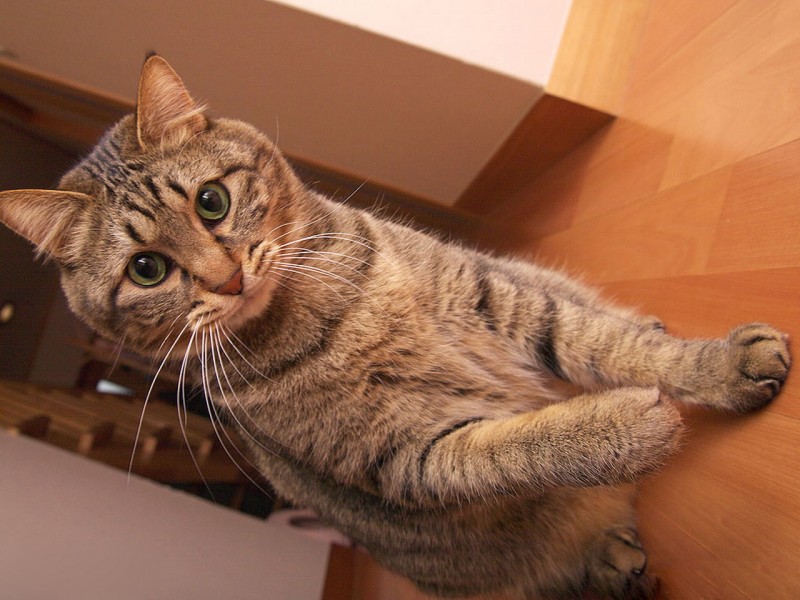 点击大图看下一张：猫咪生活图片