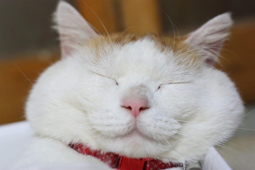 点击大图看下一张：超级憨态可爱的猫叔图片 第三辑