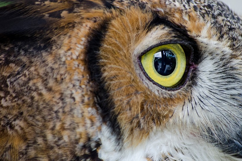 点击大图看下一张：眼神锐利的猫头鹰图片