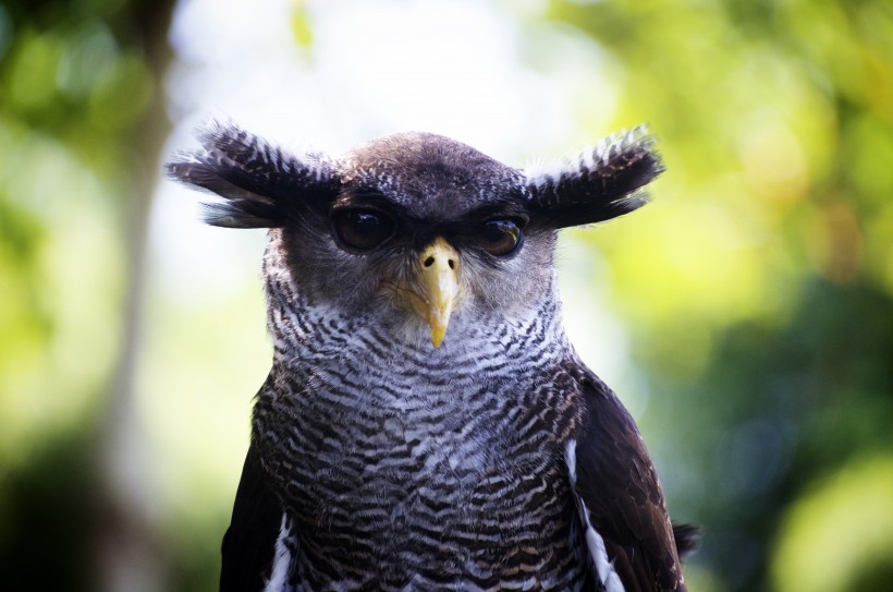 点击大图看下一张：眼神锐利的猫头鹰图片