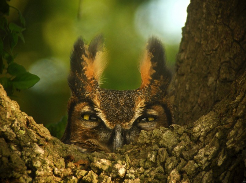 点击大图看下一张：眼神尖锐的猫头鹰图片