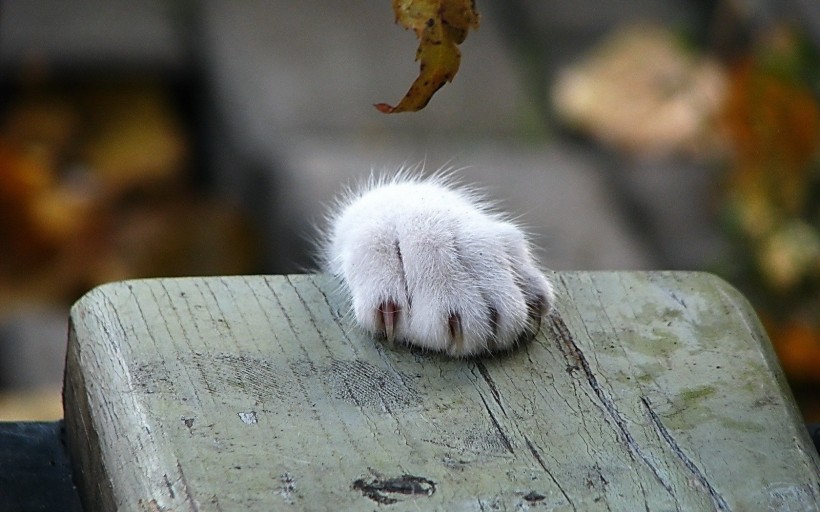 点击大图看下一张：萌萌的猫爪图片