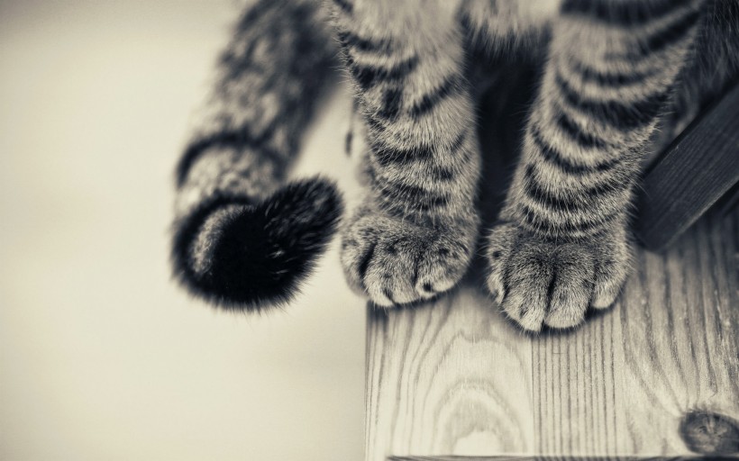 点击大图看下一张：萌萌的猫爪图片