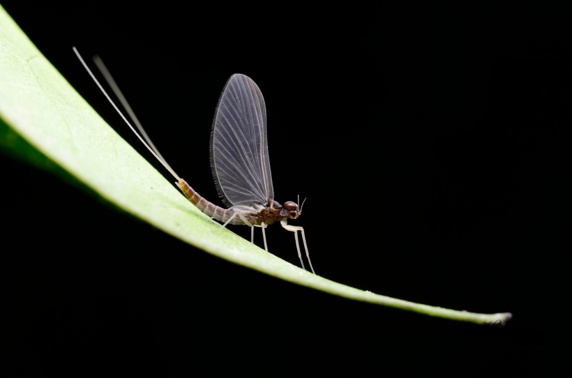 点击大图看下一张：翅膀透明的蜉蝣昆虫图片