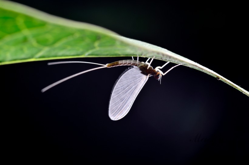 点击大图看下一张：翅膀透明的蜉蝣昆虫图片