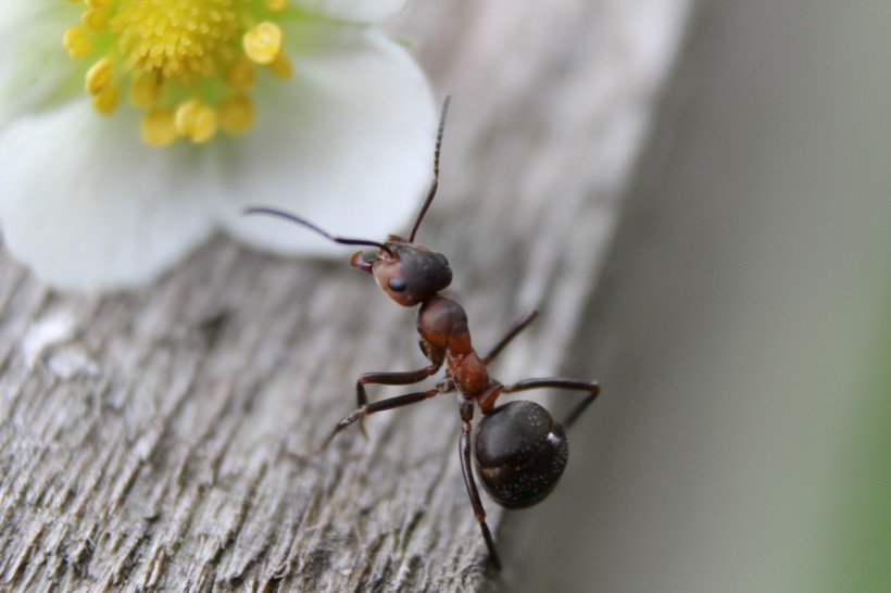 点击大图看下一张：蚂蚁图片