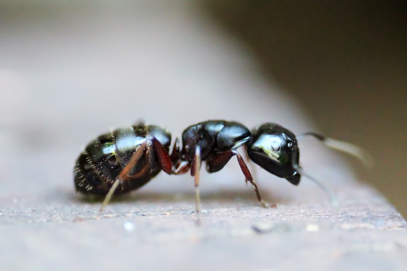 点击大图看下一张：勤劳的小蚂蚁图片