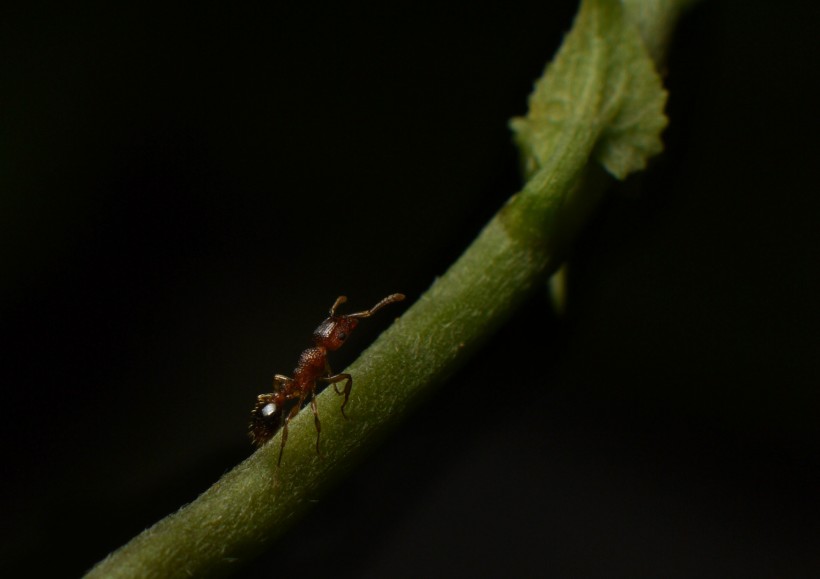 点击大图看下一张：可爱蚂蚁图片