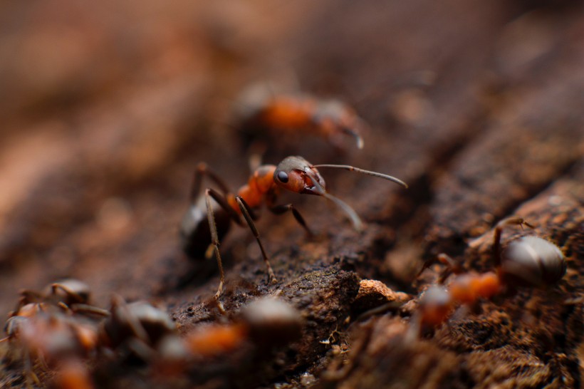 点击大图看下一张：可爱的小蚂蚁图片