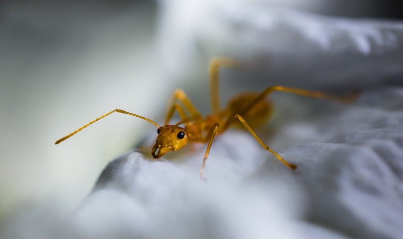 点击大图看下一张：可爱的小蚂蚁图片