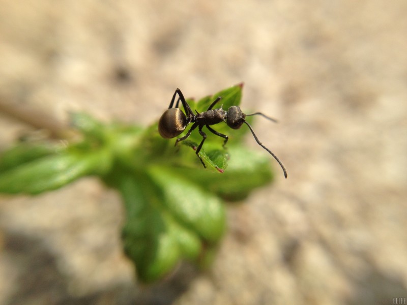 点击大图看下一张：小巧的蚂蚁图片