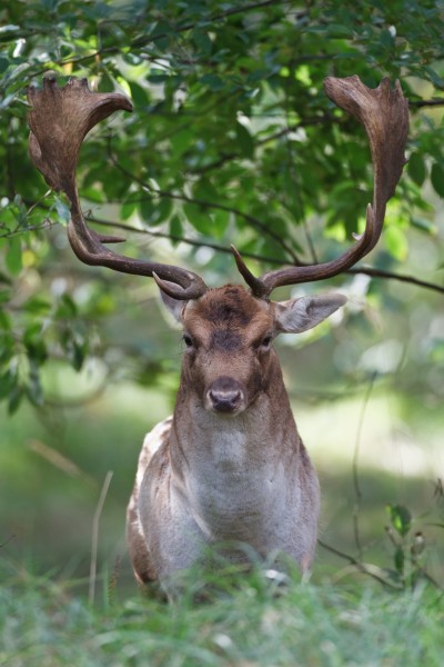 点击大图看下一张：树林草地上的梅花鹿麋鹿图片