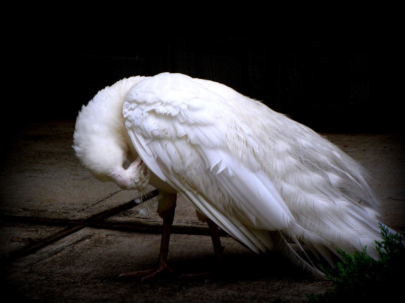 点击大图看下一张：美丽端庄的白孔雀图片