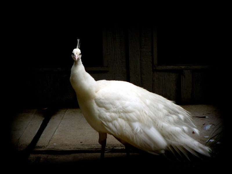 点击大图看下一张：美丽端庄的白孔雀图片