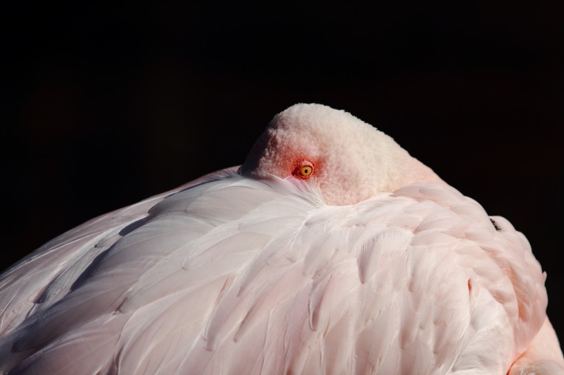 点击大图看下一张：粉红色火烈鸟图片