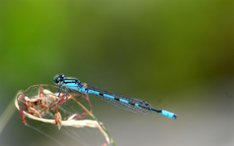 点击大图看下一张：美丽的蜻蜓图片