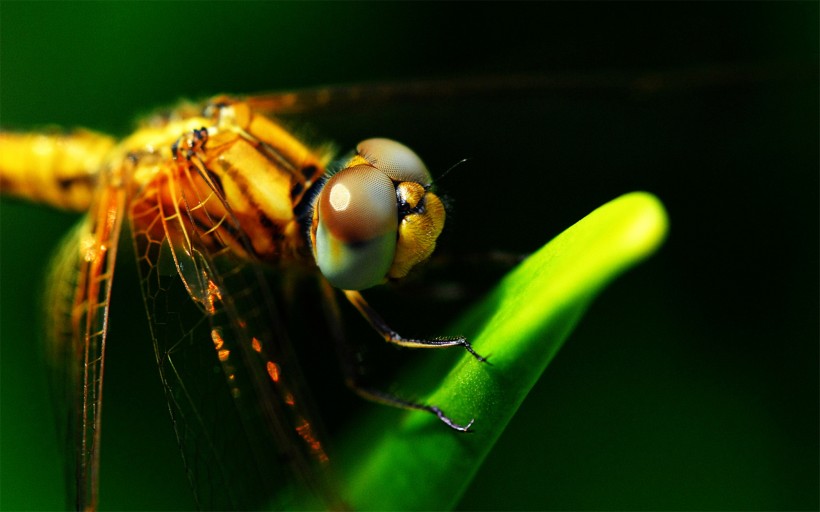 点击大图看下一张：美丽的蜻蜓图片
