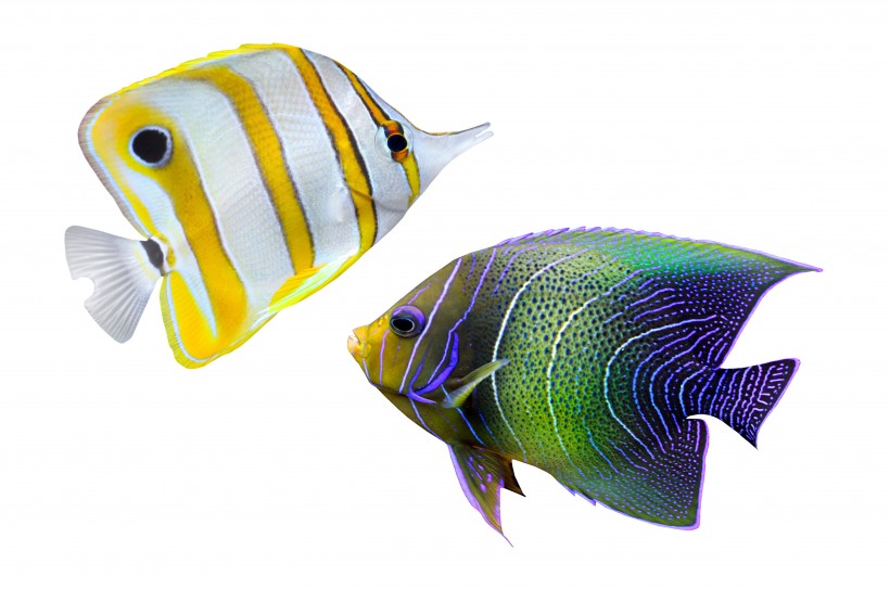 点击大图看下一张：美丽的热带鱼图片
