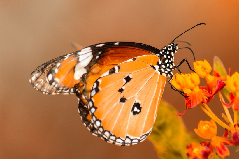 点击大图看下一张：各种美丽的蝴蝶图片